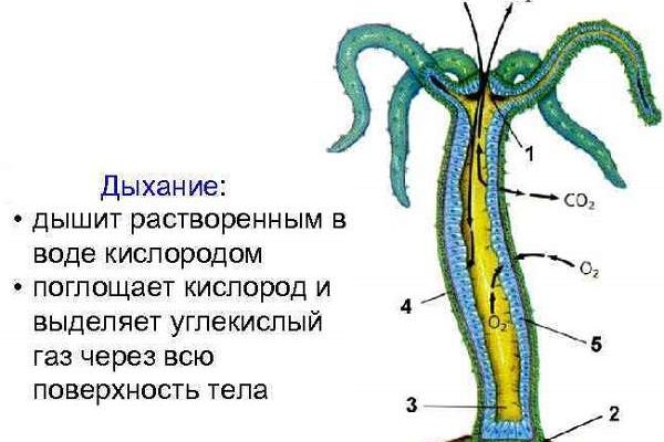 Кракен ссылка онион зеркало